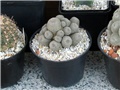 rebutia heliosa